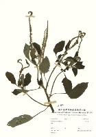 耳鉤草藏品圖，第2張